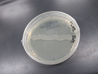 細菌の顕微鏡観察技術 上達しました ニュース トピックス 札幌科学技術専門学校